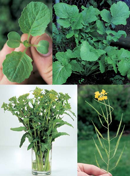 Part I: Understanding Wild Foods