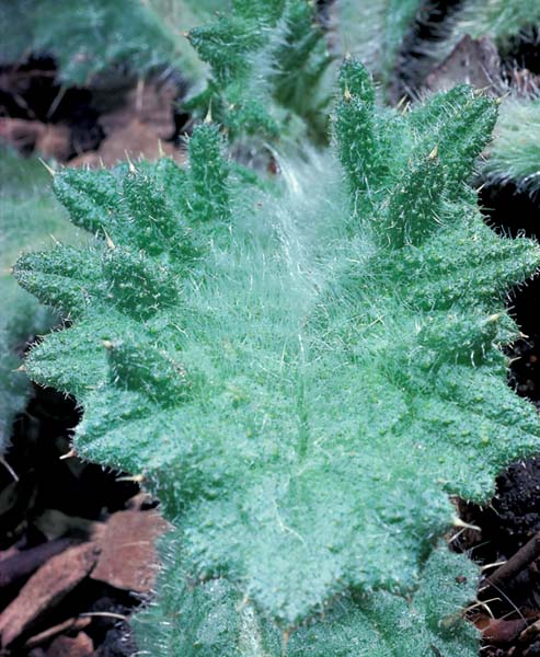 Plant Parts