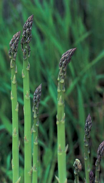 Herbaceous Plants