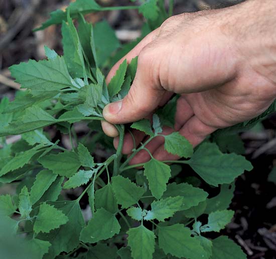Herbaceous Plants