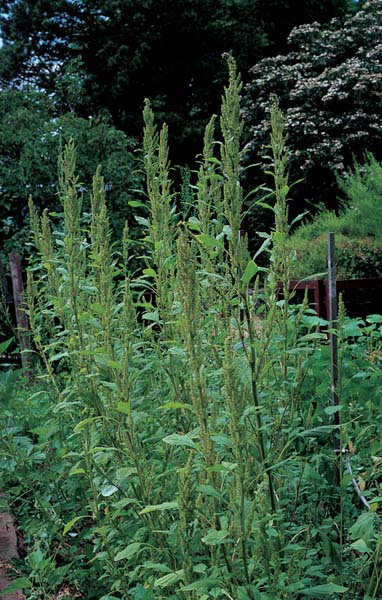 Herbaceous Plants