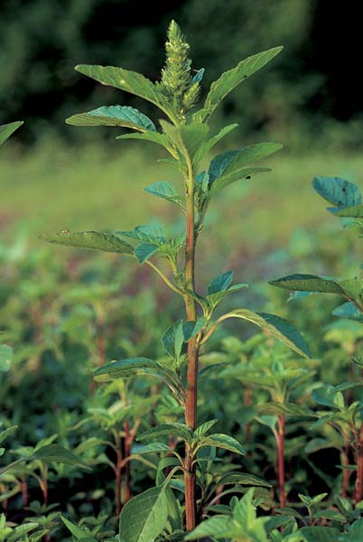 Herbaceous Plants
