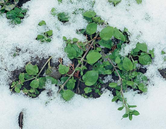 Herbaceous Plants