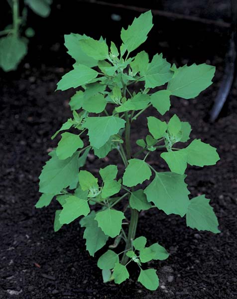 Foundation Greens