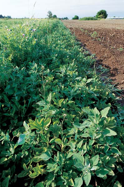 Foundation Greens