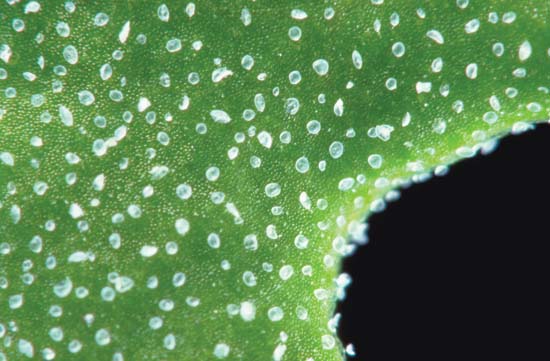 Foundation Greens