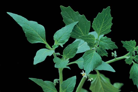 Hairy Nightshade / Ground Cherry Nightshade