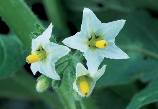 Hairy Nightshade / Ground Cherry Nightshade