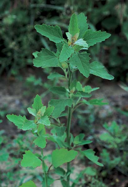 Hairy Nightshade / Ground Cherry Nightshade