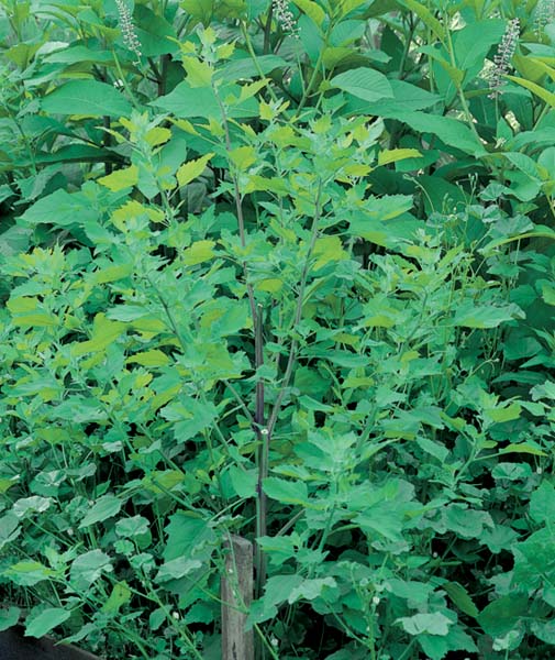 Hairy Nightshade / Ground Cherry Nightshade