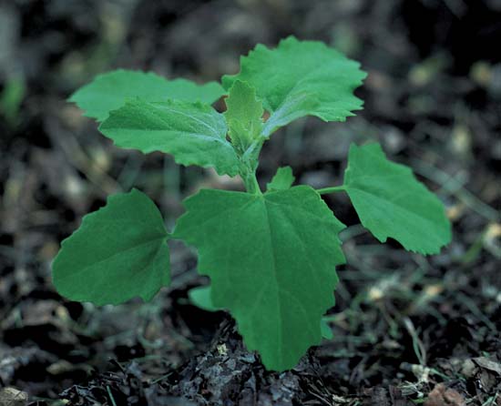 Hairy Nightshade / Ground Cherry Nightshade