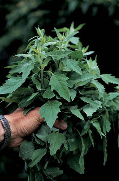 Hairy Nightshade / Ground Cherry Nightshade