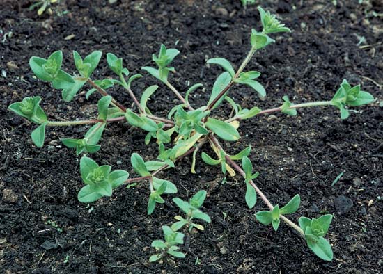 Mouse-Ear Chickweed