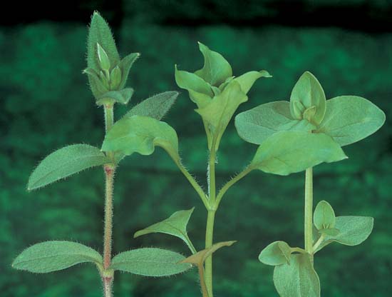 Mouse-Ear Chickweed