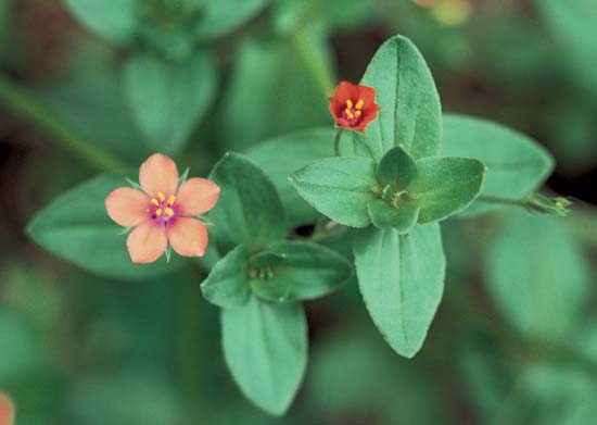 Scarlet Pimpernel