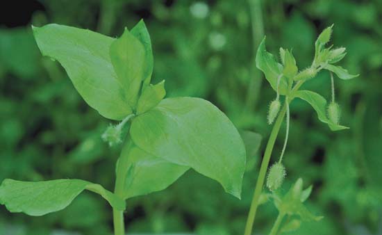 Scarlet Pimpernel