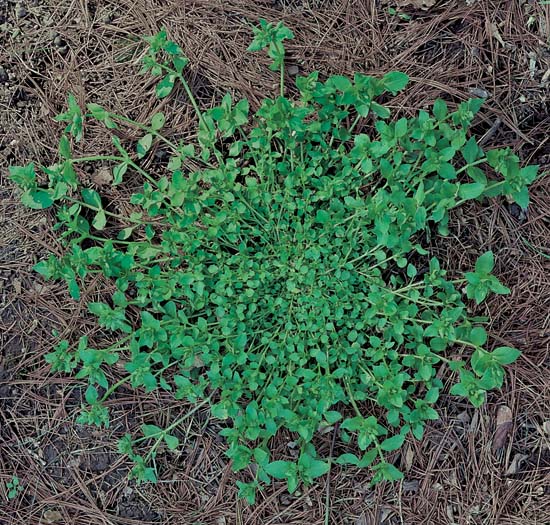Scarlet Pimpernel