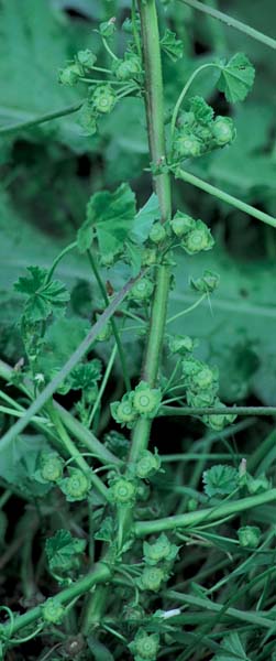 Okra