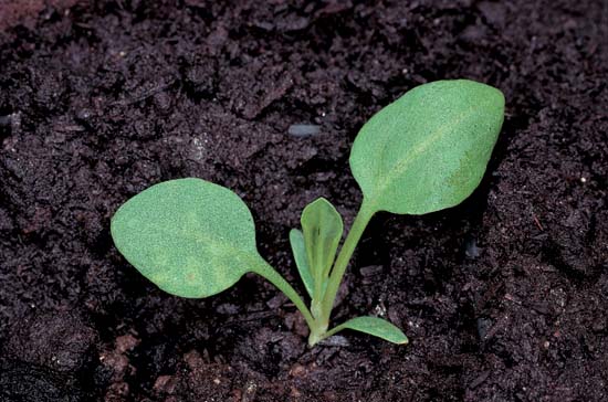 Oxalates and Sour Flavor