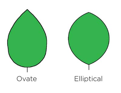 Oxalates and Sour Flavor