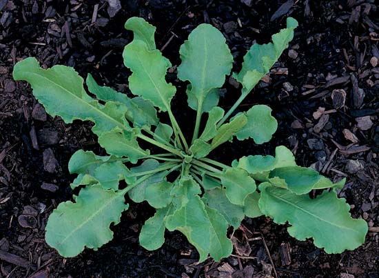 Oxalates and Sour Flavor