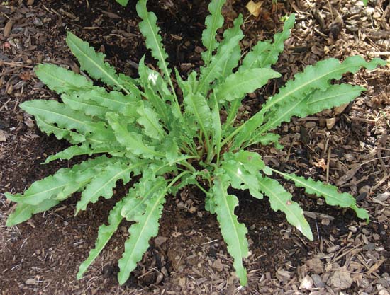Oxalates and Sour Flavor