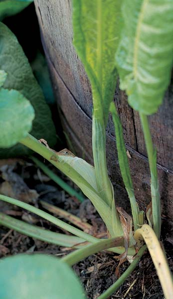 Oxalates and Sour Flavor
