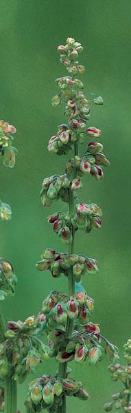 Oxalates and Sour Flavor