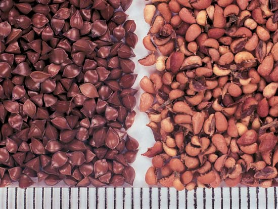 Oxalates and Sour Flavor