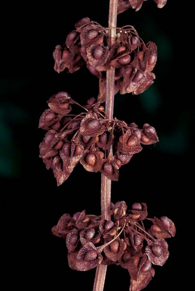 Oxalates and Sour Flavor