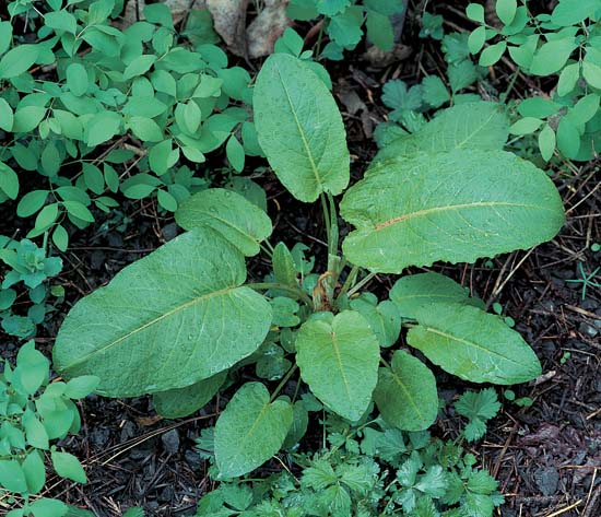 Broad-Leaved Dock