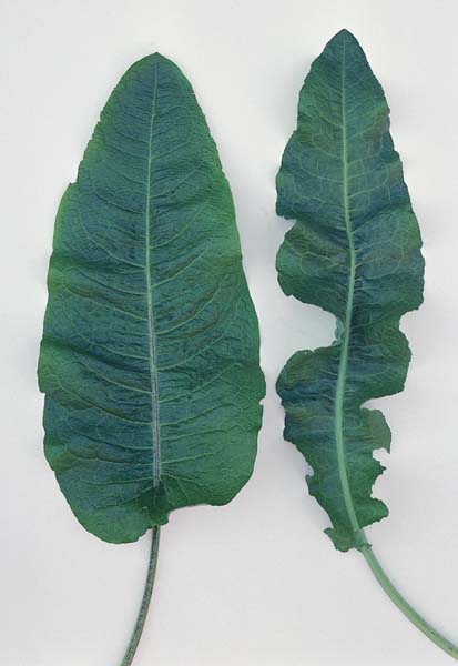 Broad-Leaved Dock