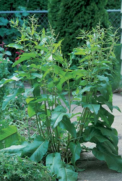 Broad-Leaved Dock