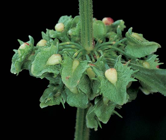Broad-Leaved Dock