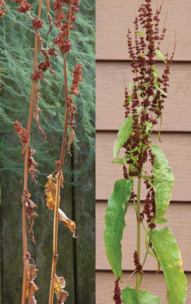 Broad-Leaved Dock