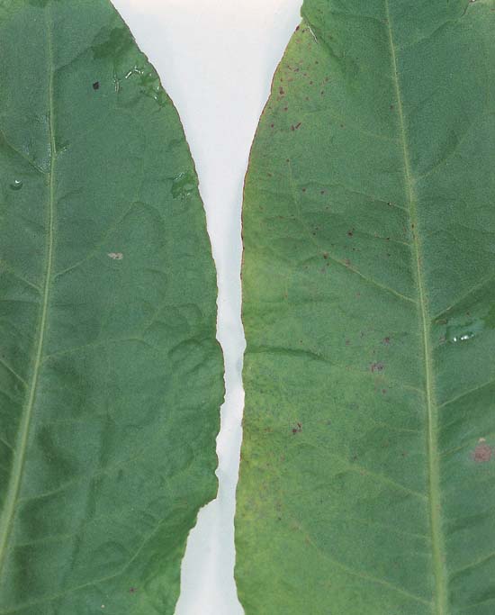 Broad-Leaved Dock