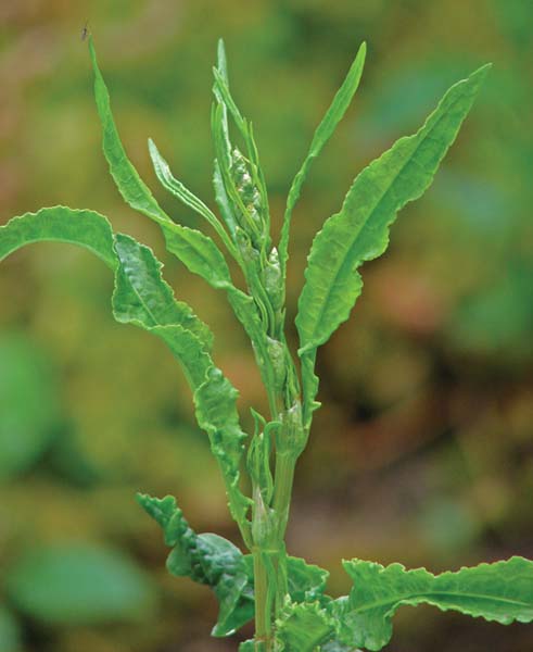 Broad-Leaved Dock