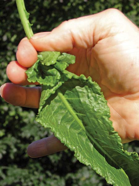 Broad-Leaved Dock