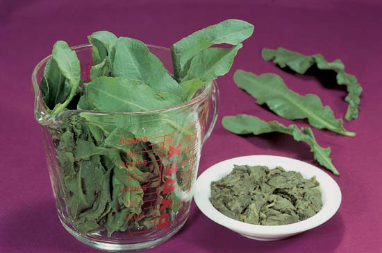 Broad-Leaved Dock