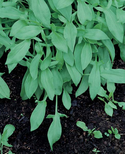 Broad-Leaved Dock