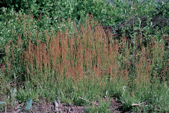Broad-Leaved Dock
