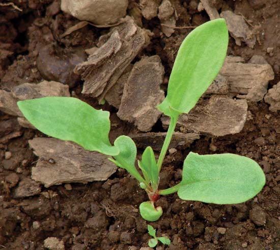 Broad-Leaved Dock