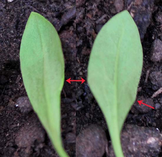 Broad-Leaved Dock