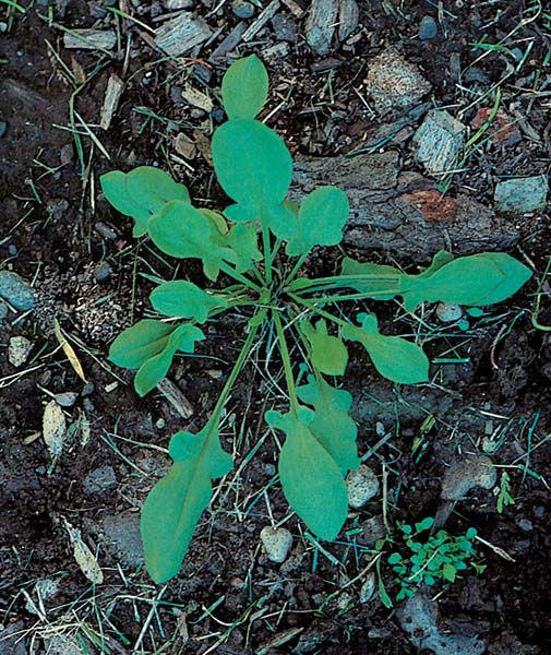 Broad-Leaved Dock