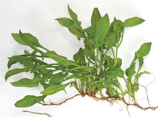 Broad-Leaved Dock