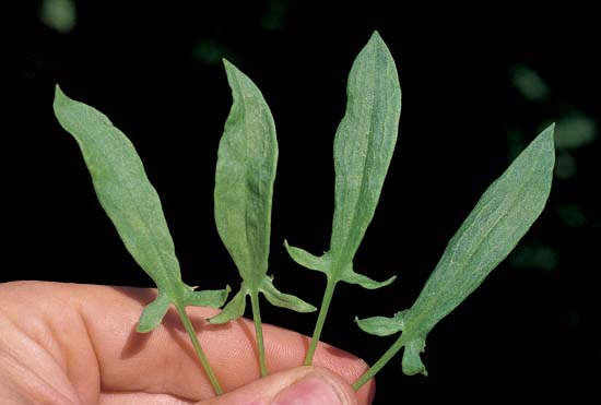 Broad-Leaved Dock