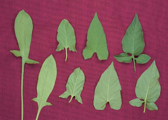 Broad-Leaved Dock