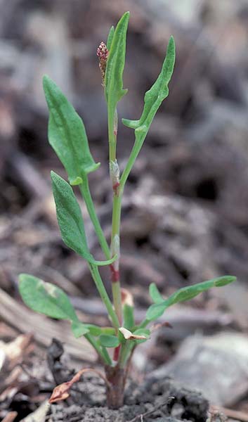 Broad-Leaved Dock