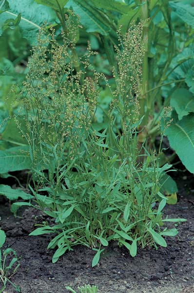 Broad-Leaved Dock