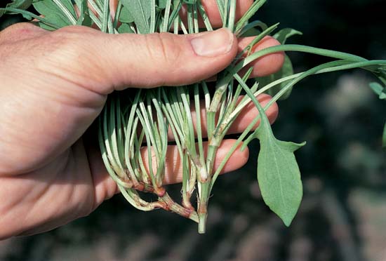 Broad-Leaved Dock